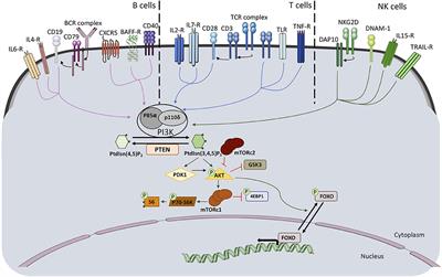 Activated PI3Kinase Delta Syndrome—A Multifaceted Disease